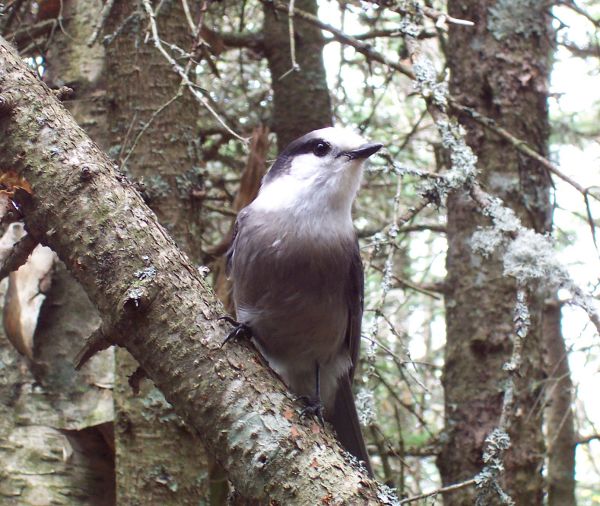 Gray Jay