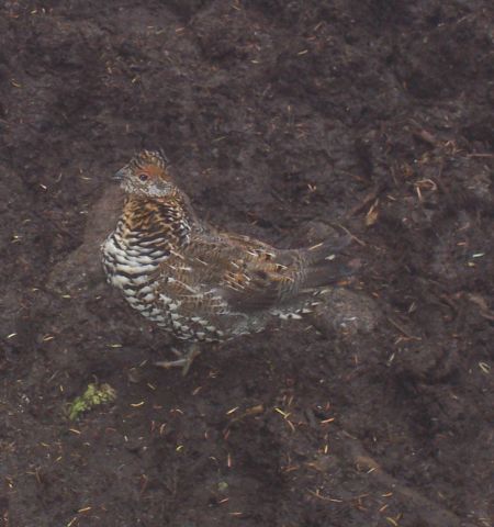 ruffed grouse