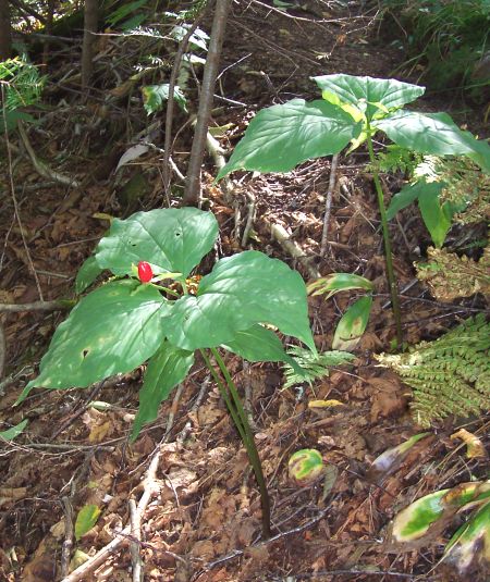 Trillium erectum